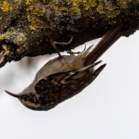 TreeCreeper-11