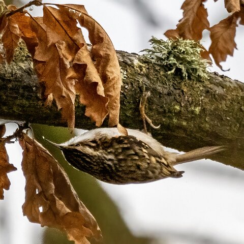 TreeCreeper-12