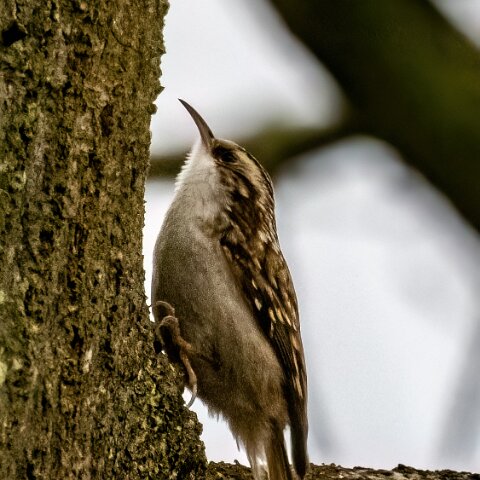 TreeCreeper-13