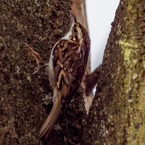 TreeCreeper-14