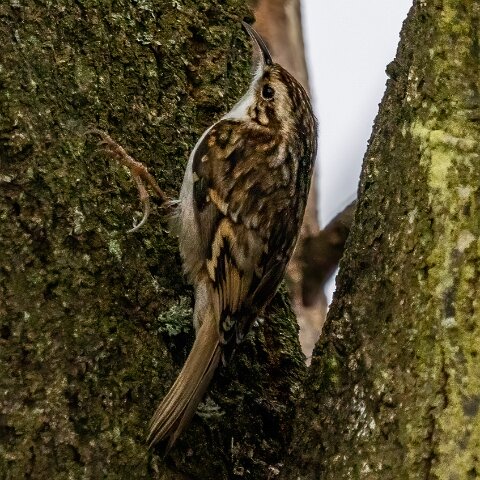 TreeCreeper-15