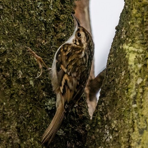 TreeCreeper-16