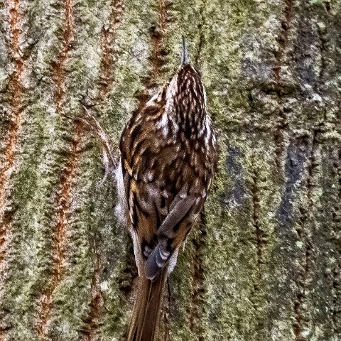 TreeCreeper-17