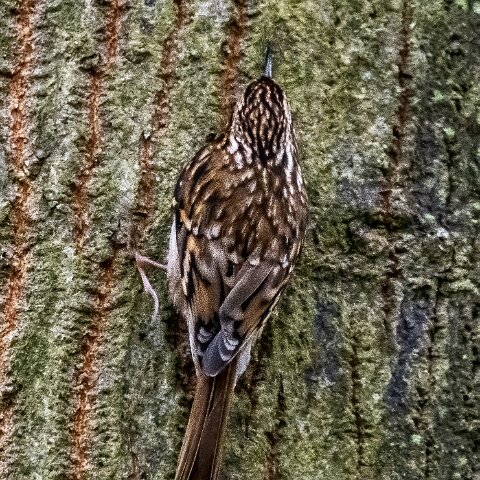 TreeCreeper-18