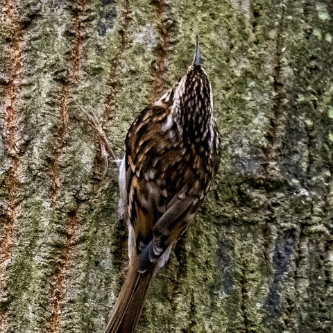 TreeCreeper-19
