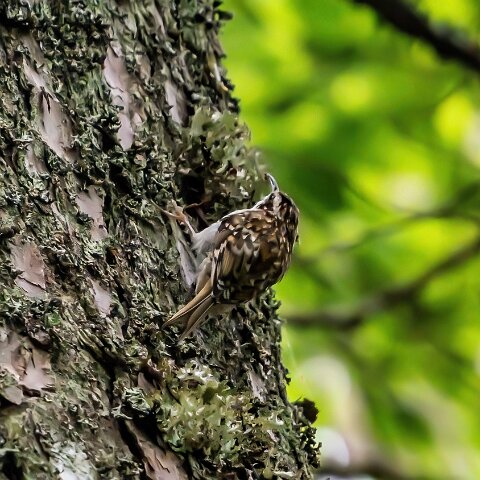 TreeCreeper-2