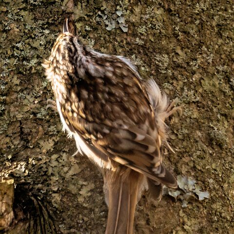 TreeCreeper-20