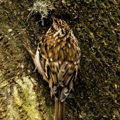 TreeCreeper-4