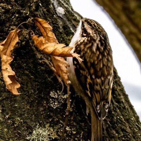 TreeCreeper-6