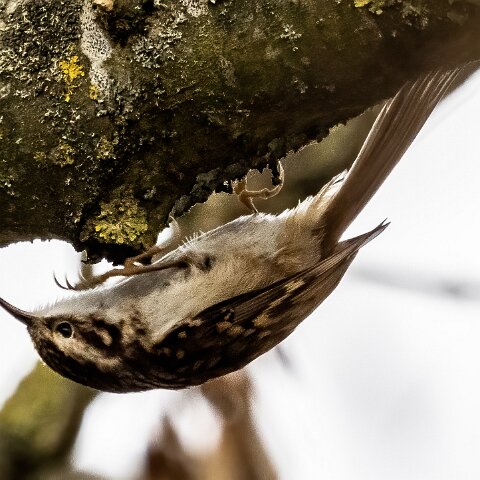 TreeCreeper-7