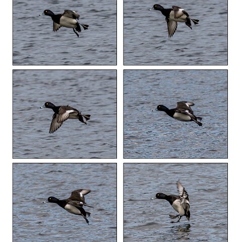 Tufted-Duck-1