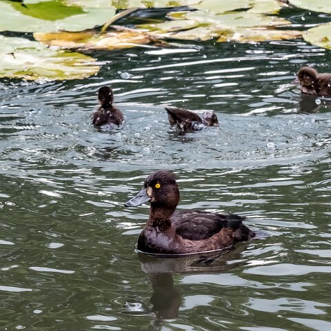 Tufted-Duck-14