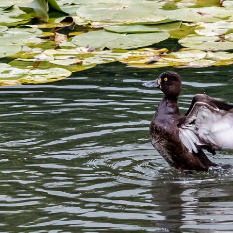 Tufted-Duck-15