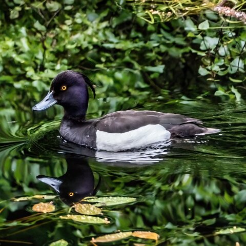 Tufted-Duck-16