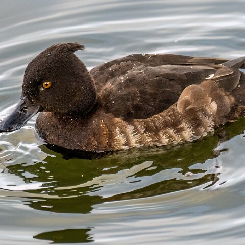 Tufted-Duck-17