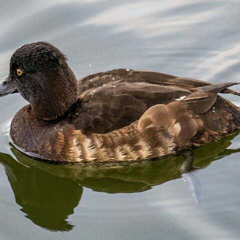Tufted-Duck-18