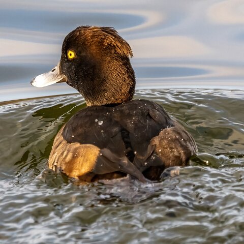Tufted-Duck-19