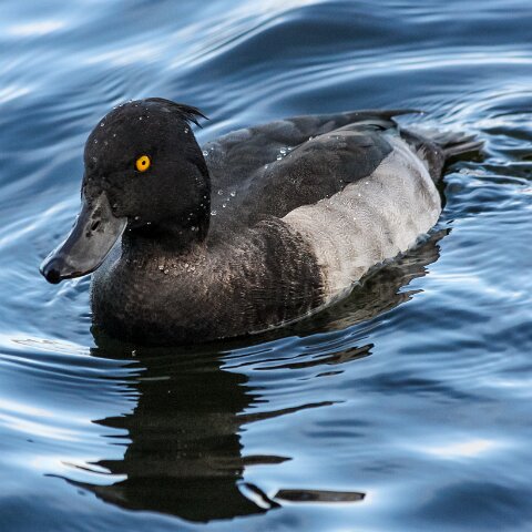Tufted-Duck-2