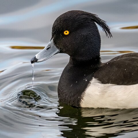 Tufted-Duck-20