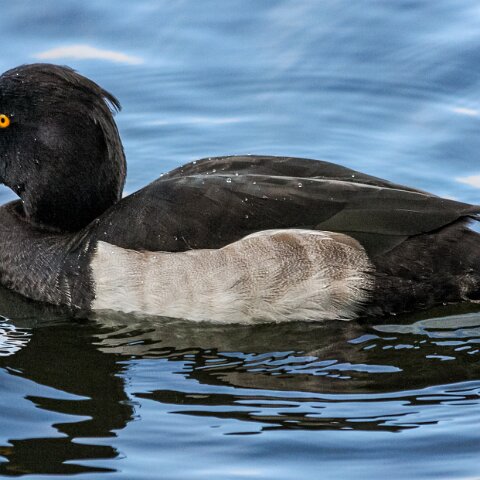 Tufted-Duck-3