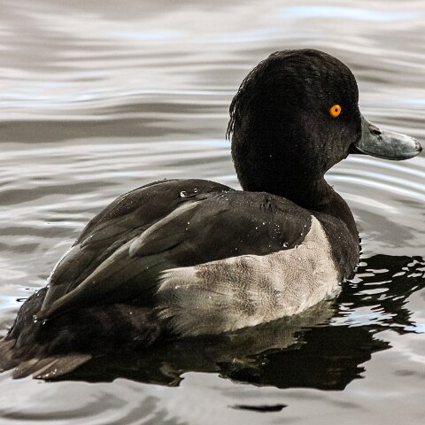 Tufted-Duck-4