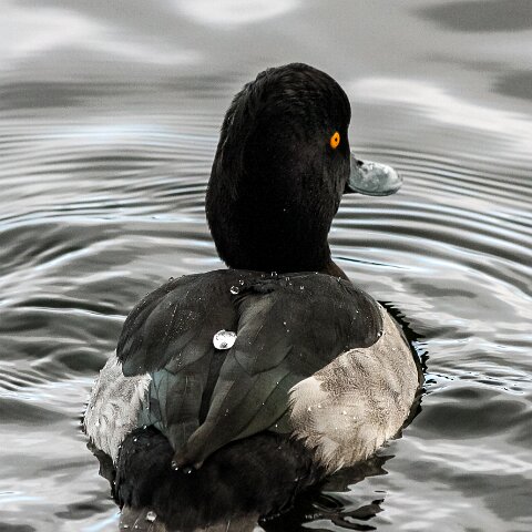 Tufted-Duck-5