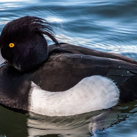 Tufted-Duck-7