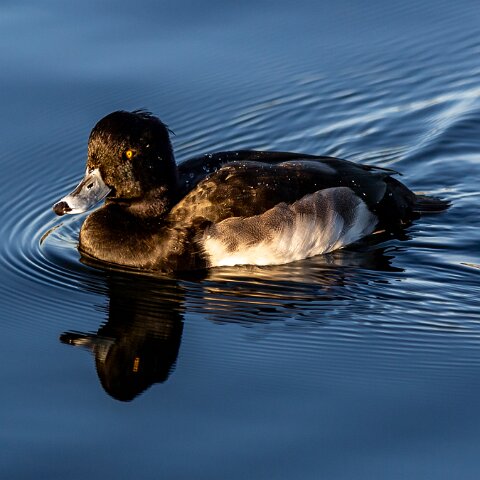 Tufted-Duck-8
