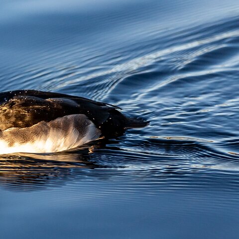 Tufted-Duck-9
