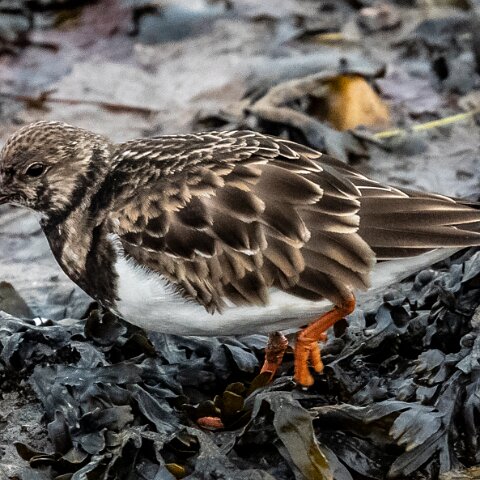 Turnstone-1