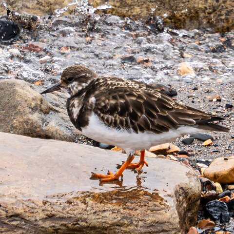 Turnstone-10