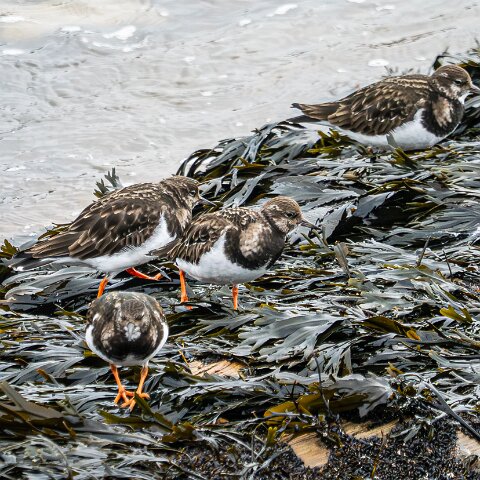 Turnstone-11
