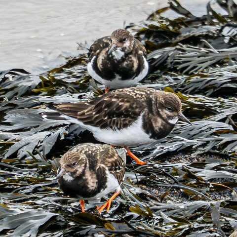 Turnstone-12