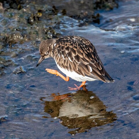 Turnstone-2