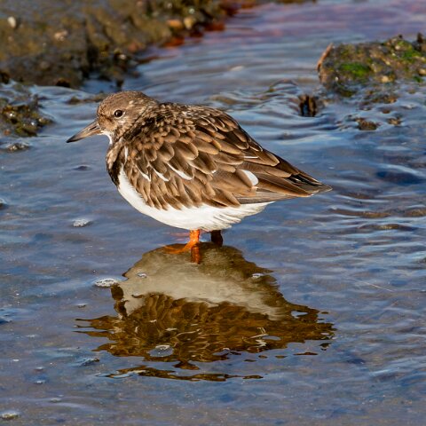 Turnstone-3