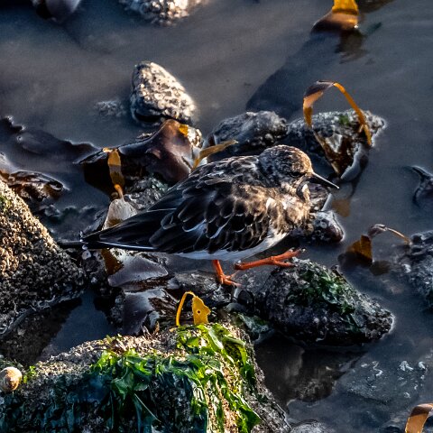 Turnstone-4
