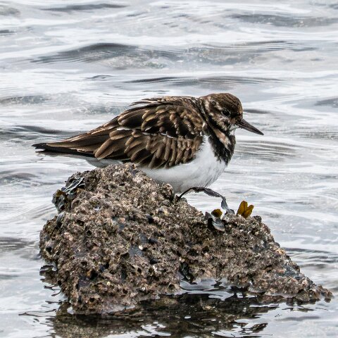 Turnstone-5