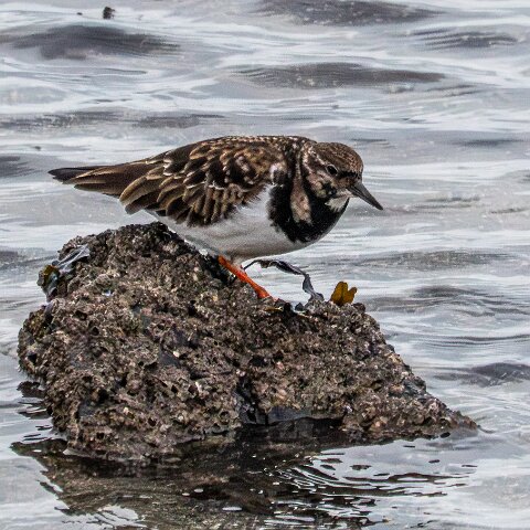 Turnstone-6