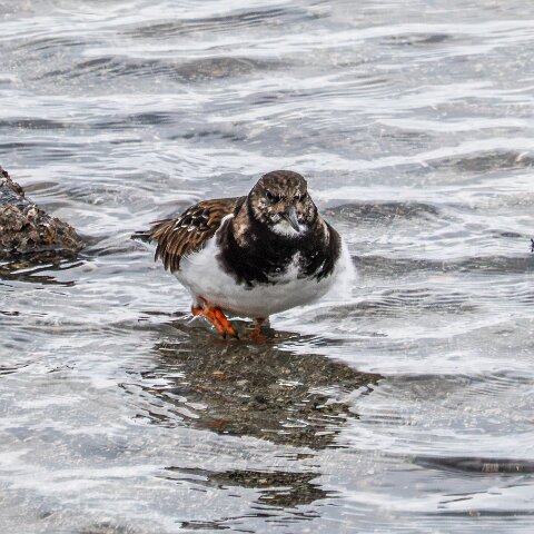 Turnstone-7