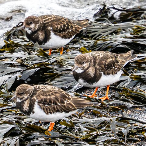 Turnstone-8
