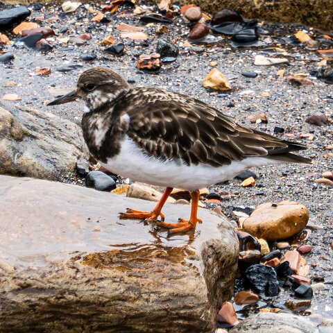 Turnstone-9