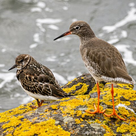 Turnstone