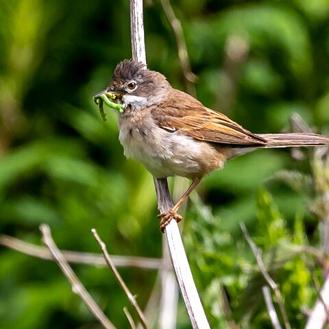 Whitethroat-1