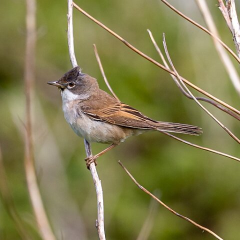 Whitethroat-10