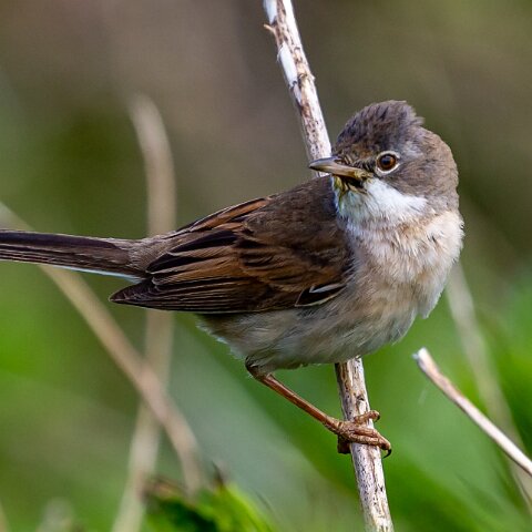 Whitethroat-11