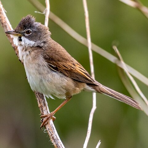 Whitethroat-12