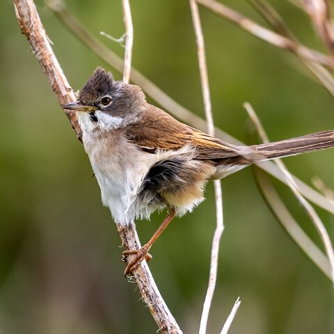 Whitethroat-13