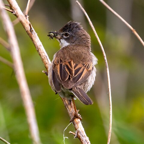 Whitethroat-14