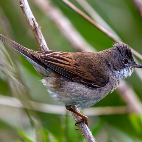 Whitethroat-15