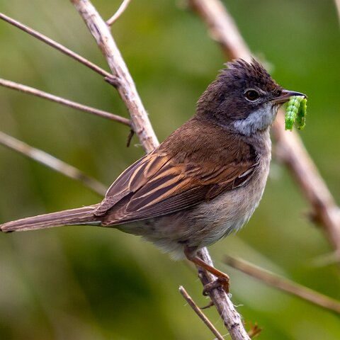 Whitethroat-16